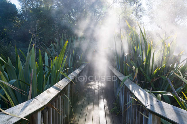 Nuova Zelanda, Baia di abbondanza, Waikiki Valley, Jungle Bridge in Waikite Valley, Hot Springs — Foto stock