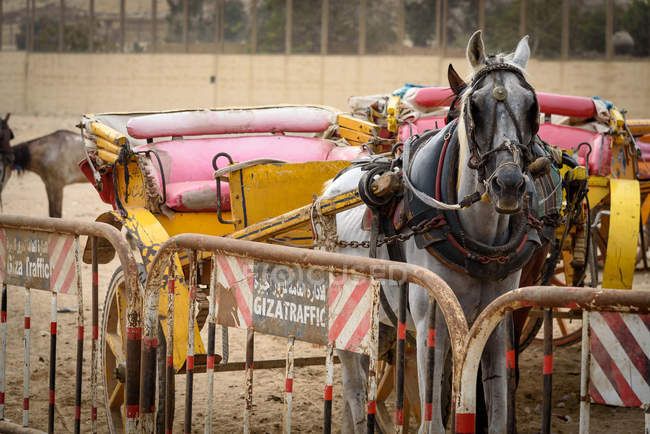 Egipto, Giza Gouvernement, Giza, Carro tirado por caballos cerca de la cerca - foto de stock