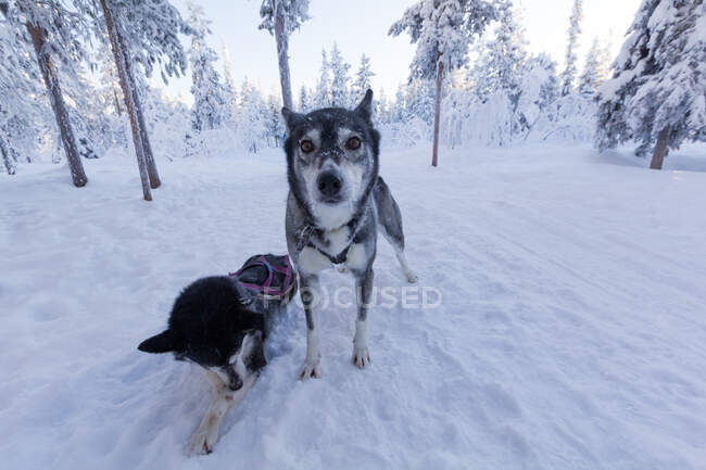 Suède, Norrbottens, Kiruna, Husky traîneau, Husky chiens dans la forêt enneigée — Photo de stock