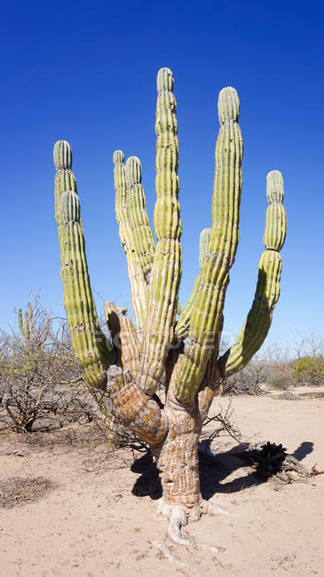 Mexiko, baja california sur, san juan, laz paz, großer Kaktus in der Steppe — Stockfoto