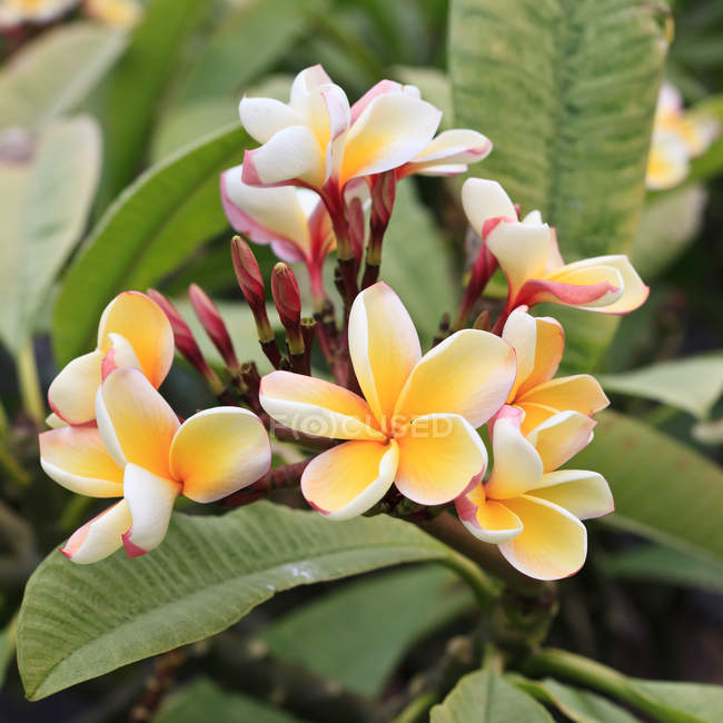 Gelbe Kaktusblüte — Stockfoto