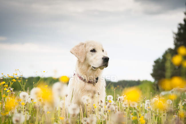 Golden retriever em flores — Fotografia de Stock