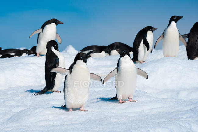 Pingouins dans la mer Antarctique — Photo de stock