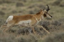 Pronghorn antelope jumping in grass of Wyoming, USA — Stock Photo