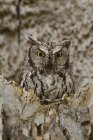 Western screech-owl perched on tree stump in forest. — Stock Photo