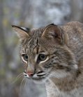 Portrait of hunting bobcat lynx in forest. — Stock Photo
