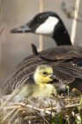Ganso de Canadá con polluelo recién nacido en Ontario, Canadá - foto de stock