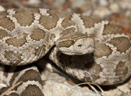 Close-up of western rattlesnake outdoors. — Stock Photo