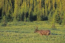 Mountain caribou bull grazing in Tonquin Valley of Jasper National Park, Alberta, Canada — Stock Photo