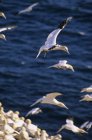 Gansos do norte voando sobre a água do mar em Cape Mary, Terra Nova, Canadá . — Fotografia de Stock