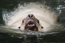Steller león marino nadando en el agua de Vancouver Aquarium en Canadá . - foto de stock