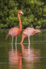 Розовые американские фламинго стоят и кормятся в воде лагуны на Кубе . — стоковое фото
