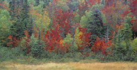 Деревья в осенней листве в Национальном парке Грос-Морн, Ньюфаундленд, Канада — стоковое фото