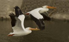American white pelicans flying over water outdoors. — Stock Photo