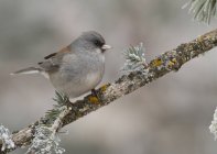 Oiseau junco aux yeux foncés perché sur une branche de conifères enneigée . — Photo de stock