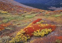 Herbstlicher Wilcox Pass über dem Wirrwarr Creek Valley, Columbia Eisfelder, Jaspis Nationalpark, Alberta, Kanada — Stockfoto
