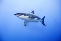 Велика біла акула плаває у блакитній морській воді . — стокове фото