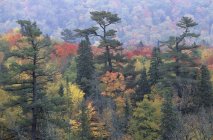 Pines in autumnal foliage in Algoma, Ontario, Canada — Stock Photo