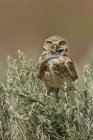 Burrowing owl poleiro na grama, close-up . — Fotografia de Stock