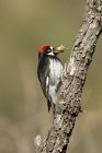 Pájaro carpintero de maíz con bellota en el pico en la rama del árbol, primer plano . - foto de stock