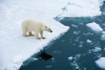 Полярний ведмідь, дивлячись у воду на pack льоду, Шпіцберген, Норвезька Арктики — стокове фото