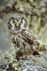 Adult boreal owl roosting on tree in forest. — Stock Photo