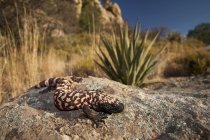Reticulate gila monster lizard on rocks in desert of Arizona, USA — Stock Photo