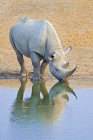 Rinocerontes negros ameaçados de extinção bebendo em um buraco de água no Parque Nacional de Etosha, Namíbia, África — Fotografia de Stock