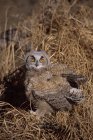 Young great horned owl standing on straw in barn. — Stock Photo