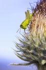 Close-up of grasshopper on hooker thistle in grassland — Stock Photo