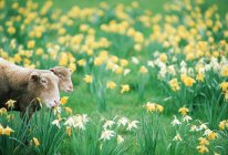 Sheep and lamb in field of daffodils, Vancouver Island, British Columbia, Canada. — Stock Photo