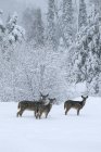 Rebanho de veados de cauda branca na floresta coberta de neve — Fotografia de Stock