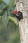 Lineated woodpecker in tree hollow in Costa Rica. — Stock Photo