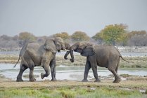 Молодые африканские слоны играют в водоёме в Национальном парке Этоша, Намибия — стоковое фото