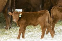 Red angus calves and cows on ranch in snowy field, southwest Alberta, Canada. — Stock Photo