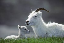 Dall ovelhas com cordeiro recém-nascido em Kluane National Park, Yukon, Arctic Canada — Fotografia de Stock