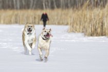 Two dogs running in snow with person in background, Assiniboine Forest, Winnipeg, Manitoba, Canada — Stock Photo