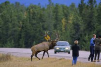 Alce selvagem por estrada e turistas incidentais, Alberta, Canadá . — Fotografia de Stock