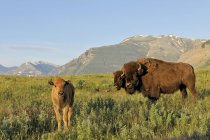 Bisontes de llanuras con ternera en el campo de montaña del Parque Nacional Waterton, Alberta, Canadá - foto de stock