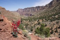 Utah Penstemon cultivando en Tanner Trail, Colorado River, Grand Canyon, Arizona, Estados Unidos - foto de stock