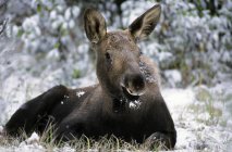 Moose calf lying in snowy forest of Jasper National Park, Alberta, Canada — Stock Photo