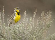 Western meadowlark perched on tree top and singing. — Stock Photo