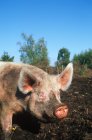 Truie porcine dans la cour de ferme de la Colombie-Britannique, Canada . — Photo de stock