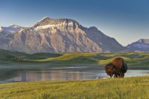 Bisonti di pianura che pascolano sul prato lungo la riva del lago nel Waterton Lakes National Park, Alberta, Canada — Foto stock