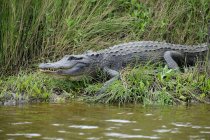 Alligator cammina verso l'acqua a Brazos Bend State Park, Texas, Stati Uniti d'America — Foto stock