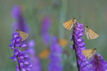 Farfalle skipper europee su fiori di veccia . — Foto stock