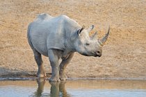 Endangered black rhinoceros standing at water hole in Etosha National Park, Namibia, Africa — Stock Photo
