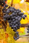 Каберне Совигион виноград на виноградной лозе готов к сбору урожая, крупным планом . — стоковое фото