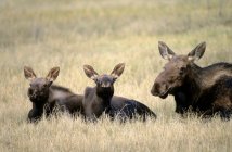 Cow moose with calves resting in Rocky Mountain Foothills, Alberta, Canada — Stock Photo