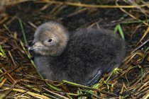 Newly hatched Pacific loon sitting in nest, close-up. — Stock Photo